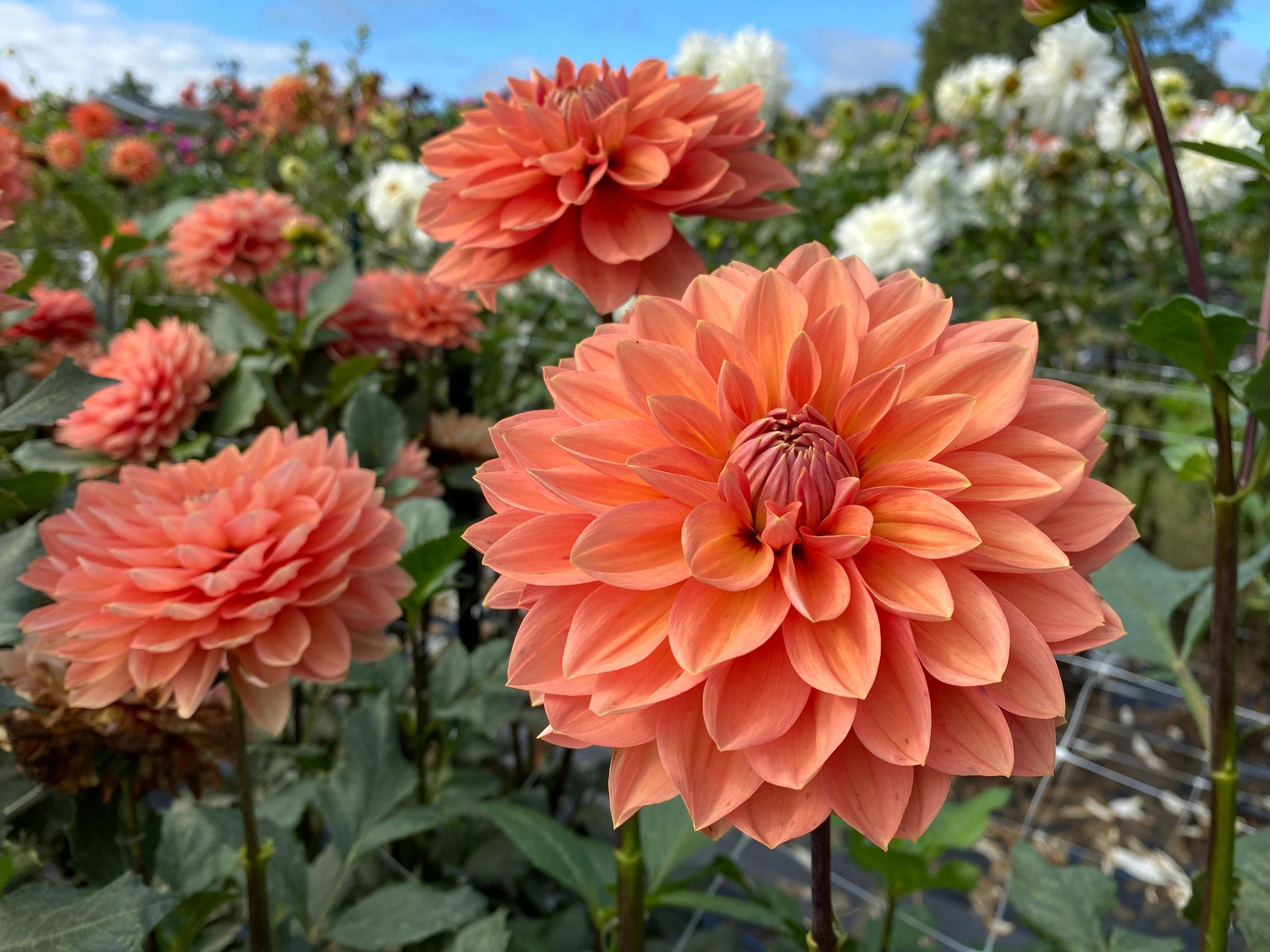 More Favorite Orange Dahlias